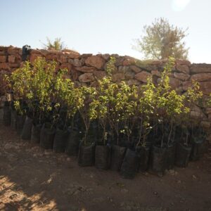 TREE PLANTING & VEGETABLE GARDENS